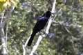 A Boat-tailed grackle perched in a tree
