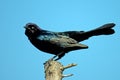 Boat-tailed Grackle