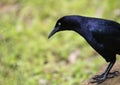 Boat tailed Grackle portrait with copy space