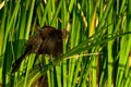 Boat-tailed grackle