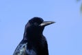 Boat-tailed grackle, quiscalus major Royalty Free Stock Photo