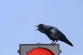 Boat-tailed grackle, quiscalus major