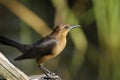 Boat-tailed grackle, quiscalus major Royalty Free Stock Photo