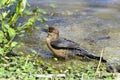 Boat-tailed grackle, quiscalus major Royalty Free Stock Photo