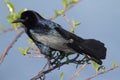 Boat-tailed Grackle (Quiscalus major) Royalty Free Stock Photo