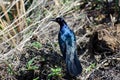 Boat-tailed Grackle, Savannah National Wildlife Refuge Royalty Free Stock Photo