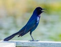 A Boat Tailed Grackle Sitting On the Dock