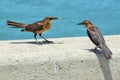 Boat-Tailed Grackles on a Bridge Royalty Free Stock Photo