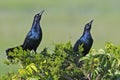 Boat-tailed Grackles Royalty Free Stock Photo