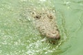 American Crocodile swimming in a mangrove lagoon Royalty Free Stock Photo