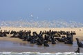 Boat Trip around Walvis Bay