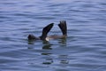 Boat Trip around Walvis Bay