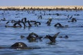 Boat Trip around Walvis Bay Royalty Free Stock Photo