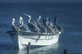 Boat on the water with pelicans sitting