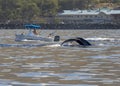 Boat and whale pass by off the coast of Hawaii