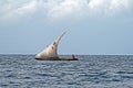 Boat zanzibar tanzania