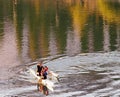 Boaters On The North Saskatchewan River In Outrigger Royalty Free Stock Photo