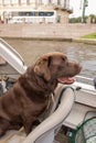 Brown Labrador looking at the scenic autumn beauty from boat