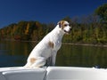 Boating dog Royalty Free Stock Photo