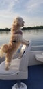 Boating Dog Royalty Free Stock Photo