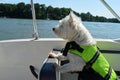 Boating Dog Royalty Free Stock Photo
