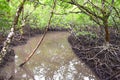 Boating through Mangroves - Red Mangrove Trees - Baratang Island, Andaman Nicobar, India Royalty Free Stock Photo