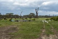 Boats, dead trees and acacia on the shores of Lake Naivasha