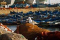 Boats docked and seagull in the Skala du Port in Essaouira Royalty Free Stock Photo