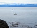 Boats fishing for salmon by trolling along the rocky shores near the kelp beds off of Sooke in the juan de fuca strait