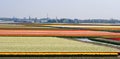 Boats sailing between blooming bulbfields