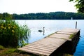 Swan on Wesslinger lake, bavaria