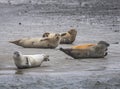 Bob of Seals on Fano Island, Denmark