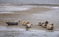 Bob of Seals on Fano Island, Denmark Royalty Free Stock Photo