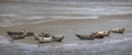 Bob of Seals on Fano Island, Denmark Royalty Free Stock Photo