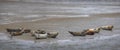 Bob of Seals on Fano Island, Denmark