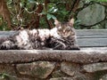 Bob Siberian Cat Sits on Rock Wall Royalty Free Stock Photo