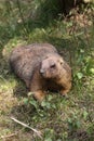 Bobak marmot Royalty Free Stock Photo