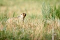 Steppe marmot Marmota bobak.