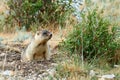 Steppe marmot Marmota bobak.