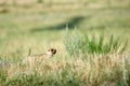 Steppe marmot Marmota bobak.