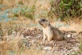 Steppe marmot Marmota bobak.