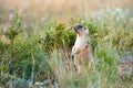 Steppe marmot Marmota bobak.