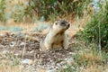 Steppe marmot Marmota bobak.