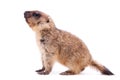 The bobak marmot cub on white Royalty Free Stock Photo