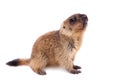 The bobak marmot cub on white Royalty Free Stock Photo