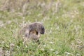 Bobak marmot lies on grass on summer day