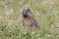 Bobak marmot lies on grass on summer day