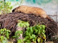 Bobak marmot outdoors
