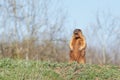 Bobak marmot standing on hind legs