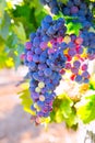 Bobal Wine grapes in vineyard raw ready for harvest